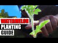 Watermelon Planting The Complete Guide