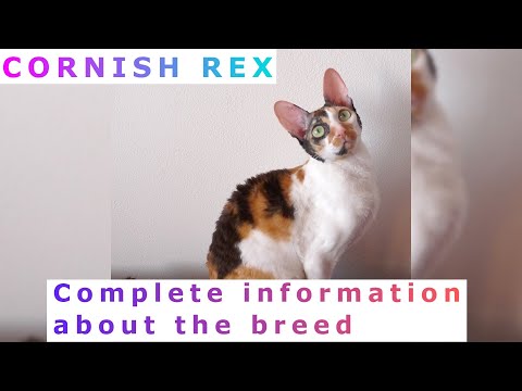 Cornish Rex. Pros and Cons, Price, How to choose, Facts, Care, History Rex