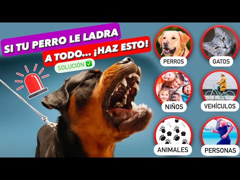¡Mi PERRO le LADRA a TODO! ⚠️ ¿QUÉ HAGO? ► SOLUCIÓN DEFINITIVA ✅