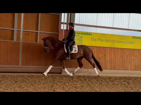 Paulina // Dressage // Dynamic Dream // 2021 //Mare