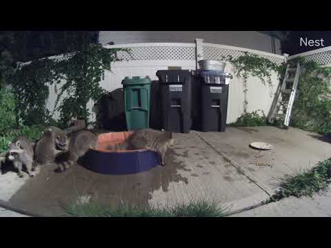 Clip July 26 2019 at 1006 PM