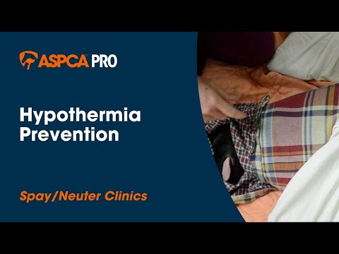Spay/Neuter Anesthesia: Hypothermia Prevention