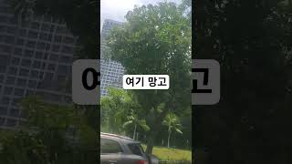 베트남 🇻🇳 호치민 빈홈 망고나무