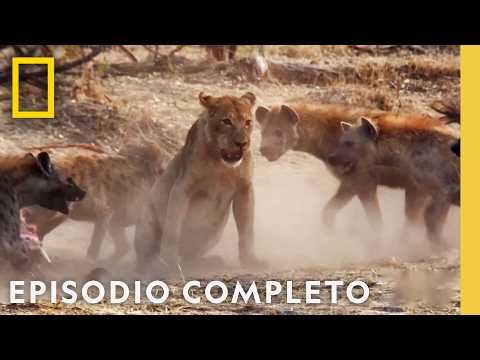 Hienas vs. León: Batalla por Superviviencia | Reino Salvaje | Nat Geo en Español