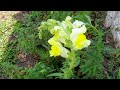 How to care for your Snapdragons when they start blooming 🌸🌸