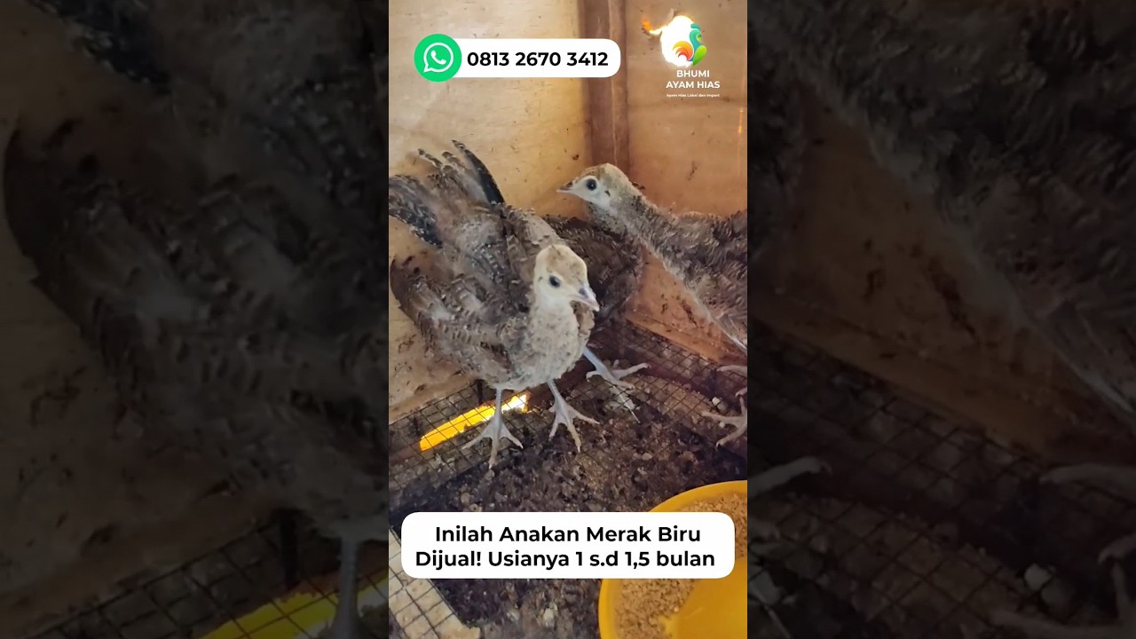 Anakan Merak Biru Siap Kirim ✈️ #merakbiru #merak #ayamhias