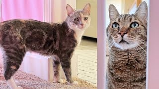 Our New Kitten Meets Sparta The Mean Kitty - Introducing Cats