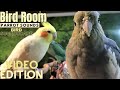 Bird Room Buddies Happy Parrot Sounds HD Parrot TV VIDEO EDITION 3 Hours Bird Room TV
