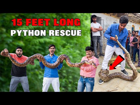 Saving 4 Python Snakes- इसने ऐसा जकड़ा, छुड़ाना मुश्किल हो गया😱