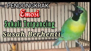 Download lagu CAK RANTING GACOR || CUCAK RANTING GACOR mp3 Download lagu CAK RANTING GACOR || CUCAK RANTING GACOR mp3