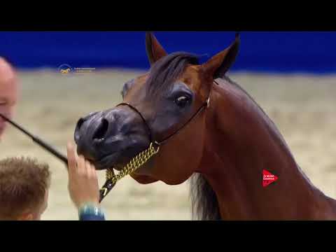 51 EBAA ATHBAH Dubai 2018