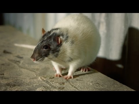 Rats attacking cats - World's Weirdest Events: Episode 7 Preview - BBC One