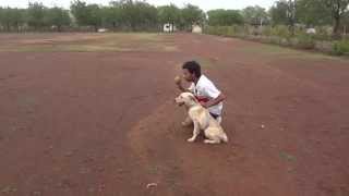 5 months Labrador puppy learning to catch ball & bring it back to his master
