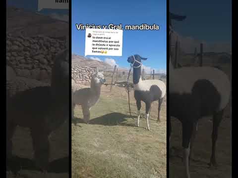 Se fue el gran Mandíbulas de nuestra ganadería aquí en #curahuara_de_carangas #Oruro #Bolivia