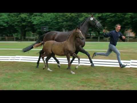 Kools, Feinrich-Rosario-Glorieux