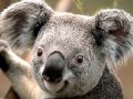 koala face 