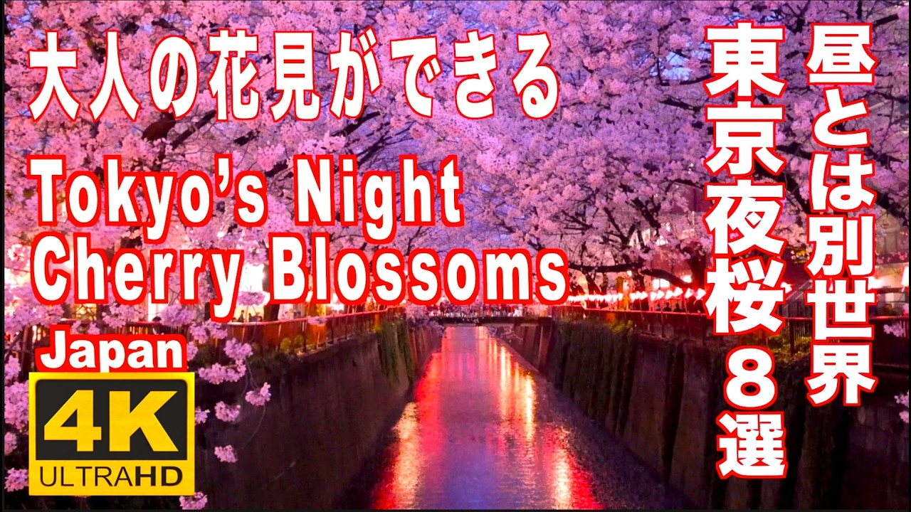 昼とは別世界！大人の花見ができる東京夜桜絶景８選 Tokyo’s Night Cherry Blossoms Will Leave You Speechless 東京観光 春の東京  sakura