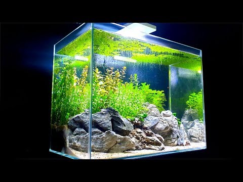 Shrimp Tank Tower Ep1 Rock Hardscape ᴴᴰ How To Aquascape No
