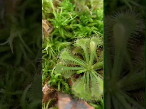 ミズゴケの育て方と目的は？なぜ持続可能な代替品を選ぶのでしょうか?  庭園