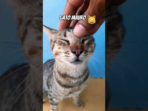 Gato Mauro; velho amigo. #gatos #animaisdomesticos #shorts shor