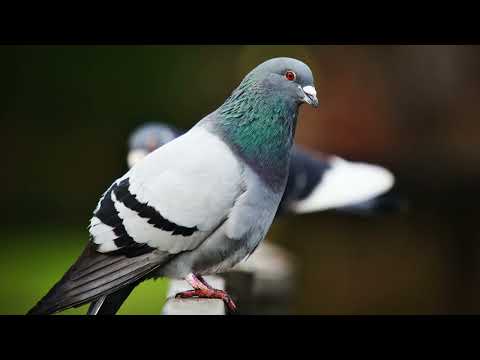 Pigeons Taking Flight - Sound Effect