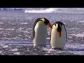 Pingu But Real Life