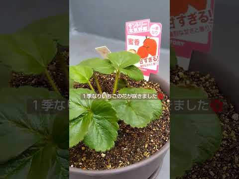 地中海の植物 テラス バルコニー マジョラム ガーデン オレガノ ハーブ