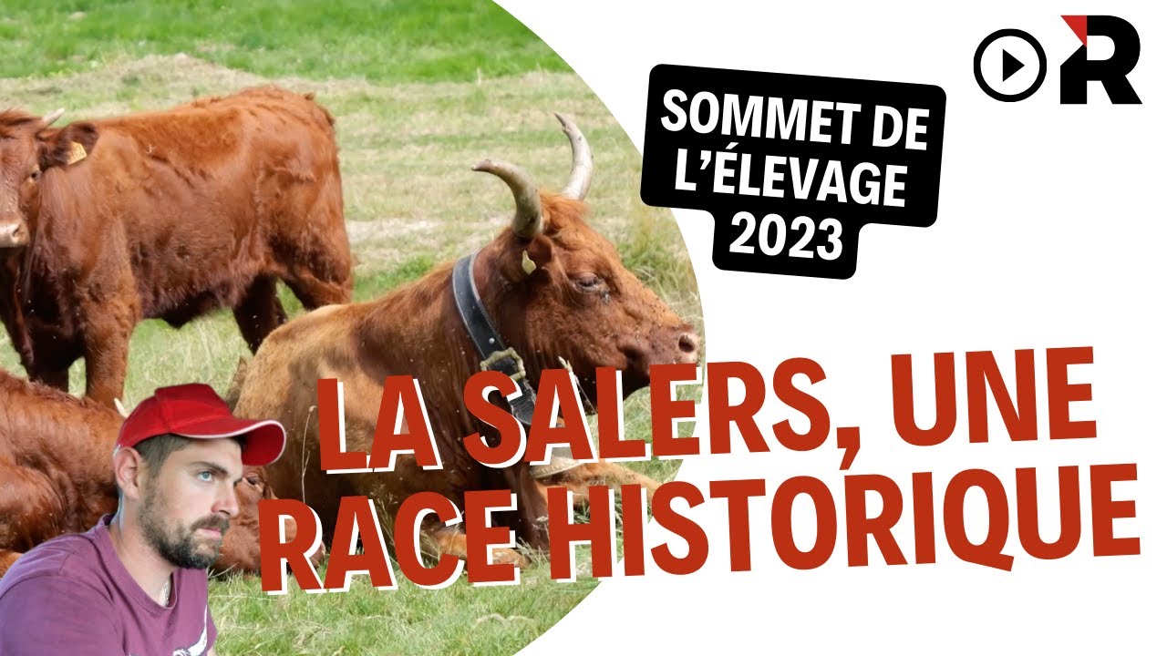 Sommet de l'élevage : visite chez Benjamin Tarrit, éleveur de Salers