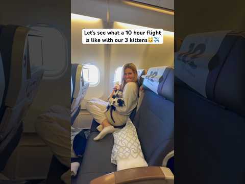 You won’t believe what happens on this plane🥴flying 10 hours with 3 kittens #travelcat #pettravel