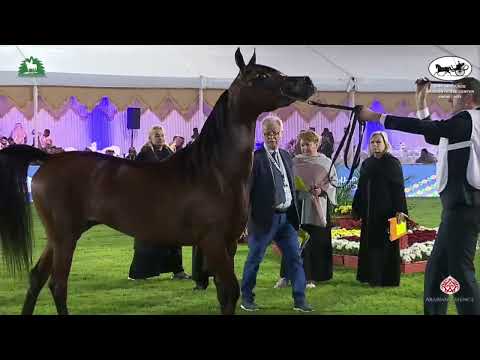 N 82 ALMARIE EA   2021 KING ABDULAZIZ ARABIAN HORSE CENTER SHOW   Fillies 2 Years Old Class 2B