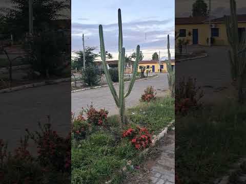 parque de exposição de floresta Pernambuco Brasil sertão