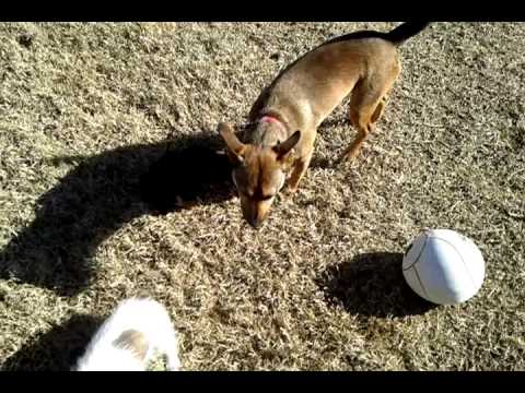 Milly, an adopted German Shepherd Dog & Belgian Shepherd / Malinois Mix in Muldrow, OK_image-1