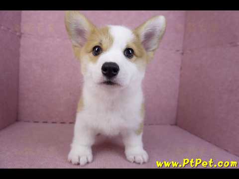 11/30雙色柯基犬公幼犬(高雄旗山)