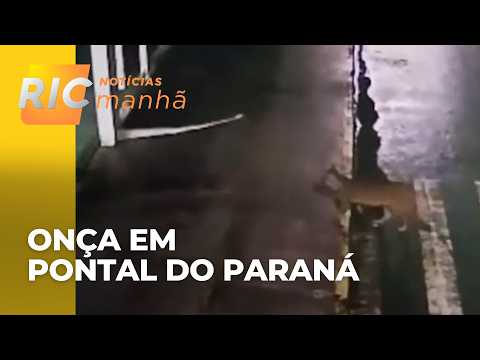 Vídeo mostra onça-parda em Pontal do Paraná; órgãos ambientais pedem calma à população