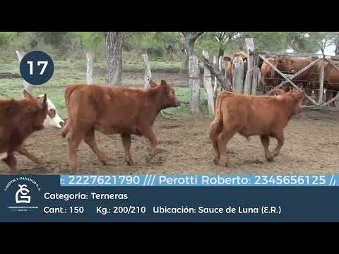 Lote HEMBRAS  A TERMINO - Sauce de Luna ER