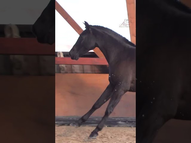 Yegua PRE Pura Raza Española En venta 2021 Negro por COQUIETO SOTO GIL