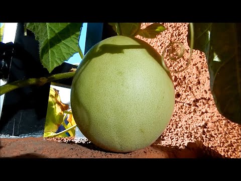 Lifecycle of the Honeydew Melon in 1 Minute