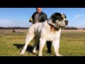 Most Illegal Powerful And Largest Dog Breeds In The World