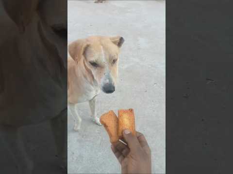 seva bhav ll🚩ll (jai Shree ram) #ram #gaay #dog #animals #seva #sorts #youtubeshorts #shortsfeed