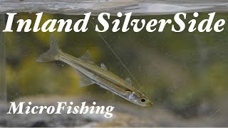 preview picture of video 'Inland Silverside MicroFishing in Florida'