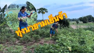 ทุ่งนายามแลง แม่ติ่งทำอะไร #อุ๋งอิ๋งเพชรบ้านแพง #สาวน้อยเพชรบ้านแพง