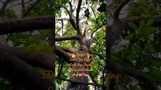 Download lagu Buah Alpukat Yang Lebat Dan Besar#Viral#Guava Alpukat🥑🥑🥑#shorts mp3