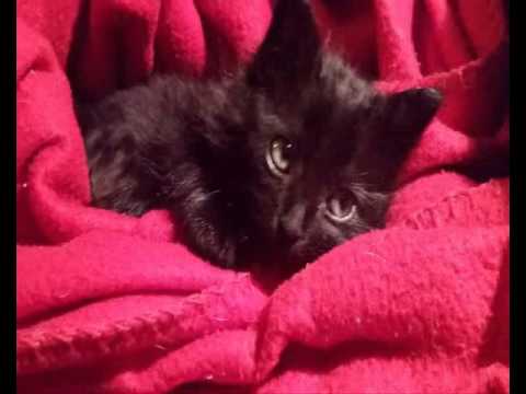 Duke Junior Salsa Gata Loca