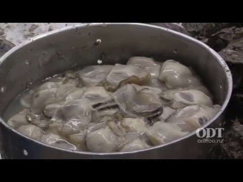 download lagu mp3 mp4 New Zealand Oyster Season, download lagu New Zealand Oyster Season gratis, unduh video klip New Zealand Oyster Season