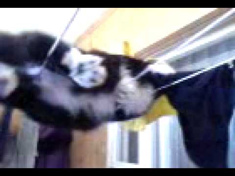 кошка после стирки с отжимом