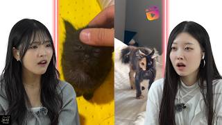 Koreans React to Cute Cats 2 | CY