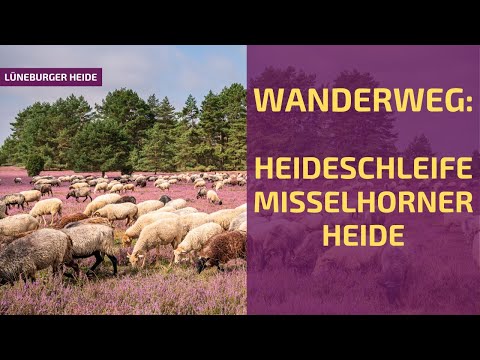 Wandertipp Sommer: Heideschleife Misselhorner Heide | Lüneburger Heide