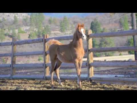 Ajman Moniscione 2012 Foals Out of Sabankaya Mares 1st movie.mov