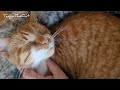 Human touch activated my purr machine