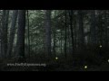 Synchronous Fireflies - Photinus carolinus - REALTIME VIDEO, EXTREME LOW LIGHT